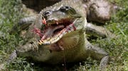 The largest known crocodile was big enough to swallow a human being and likely terrorized our ancestors two to four million years ago.